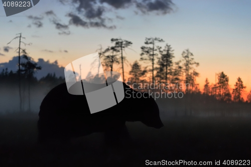 Image of brown bear at night after sunset