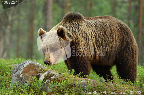 Image of brown bear (ursus arctos)