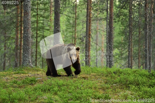 Image of Brown bear in a forest landscape