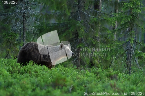 Image of brown bear in a forest landscape at night