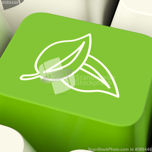 Image of Leaves Icon Computer Key In Green Showing Recycling And Eco Frie