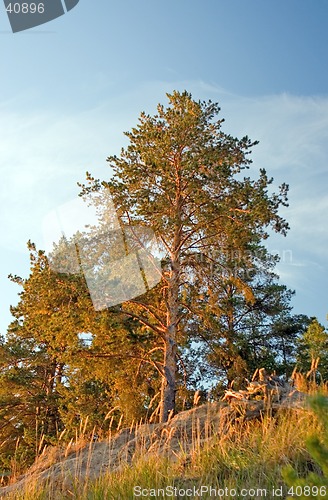Image of Pine-trees on sunset light