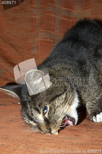 Image of Cat eating