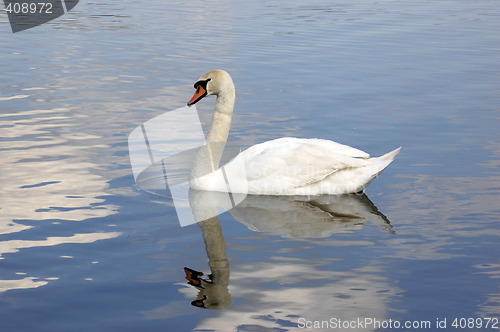 Image of Swan