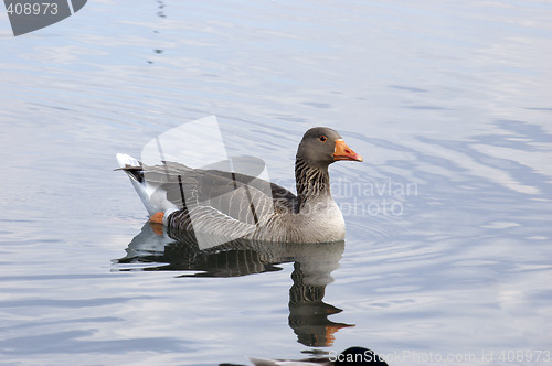 Image of Duck