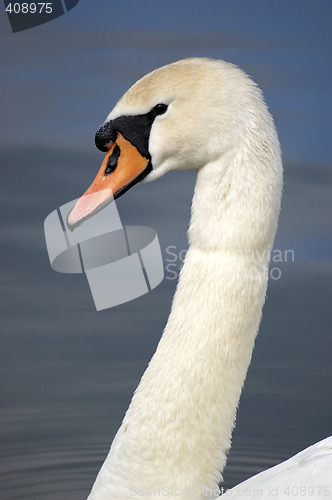 Image of Swan