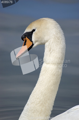 Image of Swan