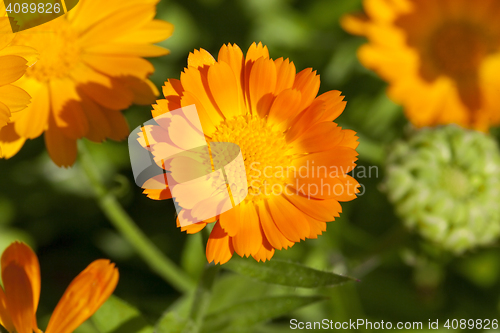 Image of orange flowers of calendula