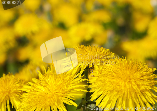 Image of yellow dandelions in spring