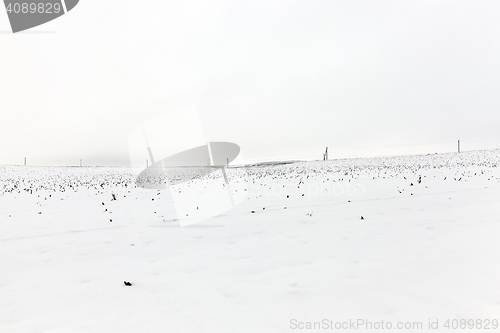 Image of agriculture field in winter