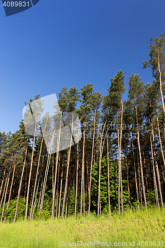 Image of pine trees in the forest
