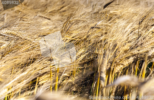 Image of mature cereal, close-up