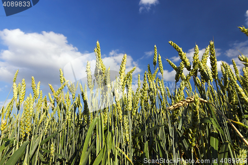 Image of Field with cereal