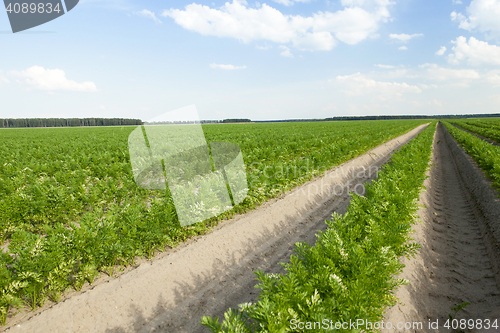 Image of Field with carrot