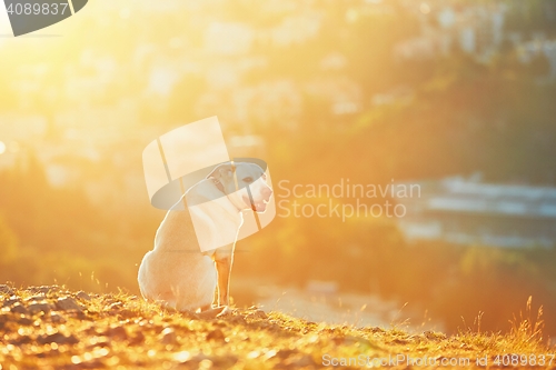 Image of Happy dog at the sunrise