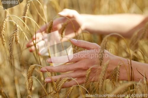 Image of close up of woman hands in cereal field