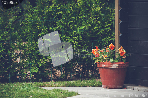 Image of Orange flowers in a flowerpot