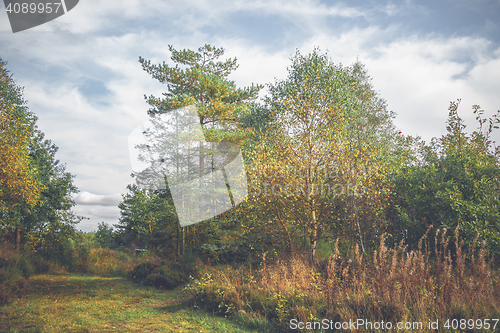 Image of Birch trees in autumn