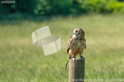 Image of Horned owl on a wooden log