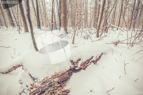 Image of Winter in the woods in january