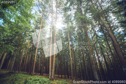 Image of Sunlight shining through tall pine trees