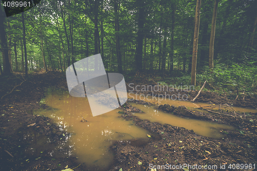 Image of Large puddle in the middle of a forest