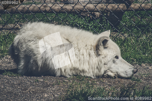 Image of White wolf taking a nap