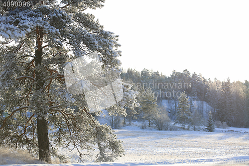 Image of Hazy Winter Day