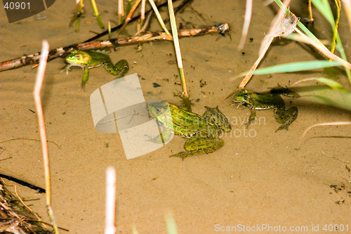 Image of Frog