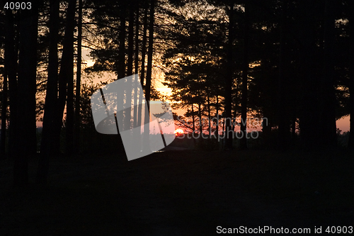 Image of Sunset in forest