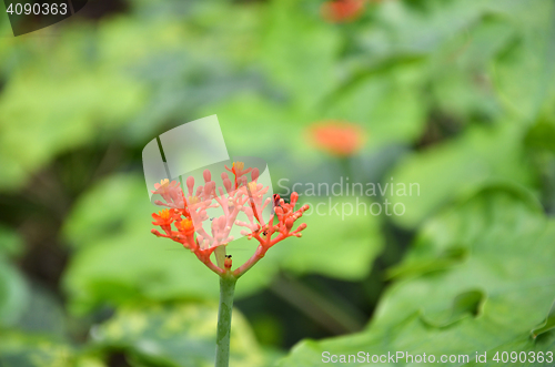 Image of Beautiful local Thai herbs, Jatropha podagrica