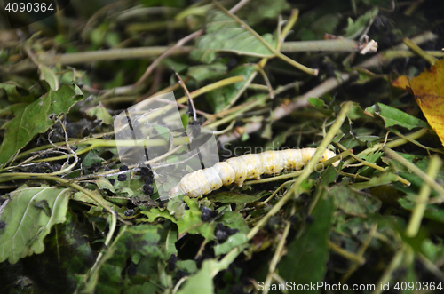 Image of Silkworms in silk farm, Siem Reap