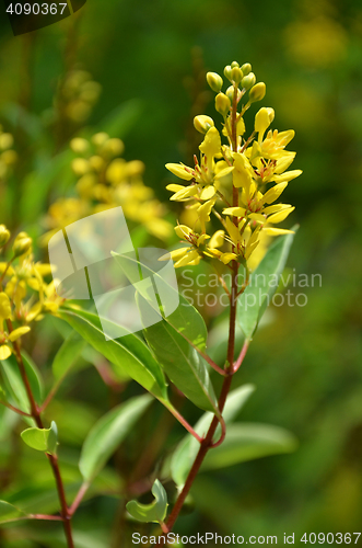 Image of Thryallis are blooming with little golden flower