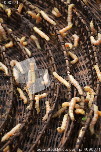 Image of Silkworms in silk farm, Siem Reap