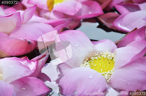 Image of Blossom lotus flowers in water pond