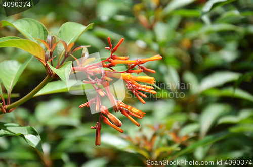 Image of Hummingbird Bush flower