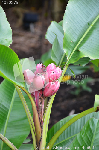 Image of Musa Velutina banana tree 