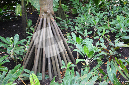Image of Seychelles stilt palm