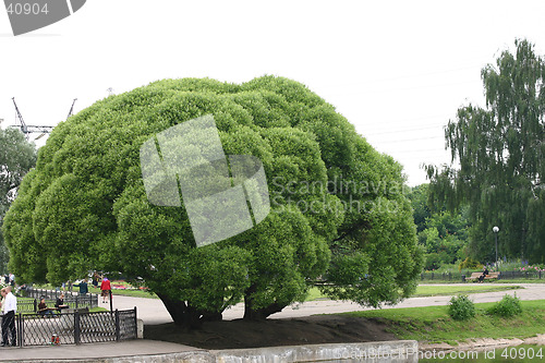 Image of Tree