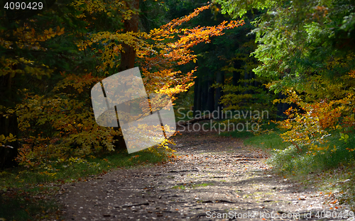 Image of Hidden Forest Path 