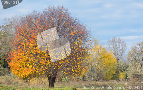 Image of Lonely autumn tree