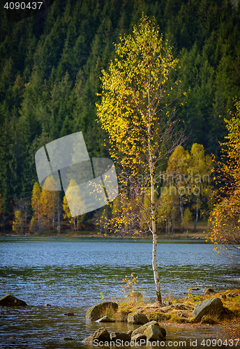 Image of Alone birch tree 