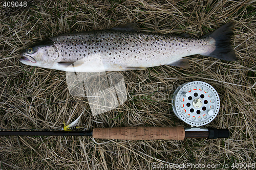 Image of Catch of the day