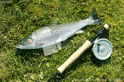 Image of Trout on a the river bank