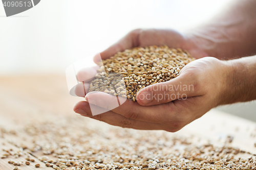 Image of male farmers hands holding malt or cereal grains