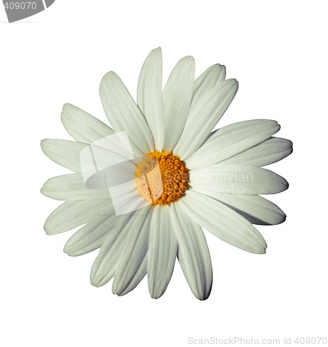 Image of White flower