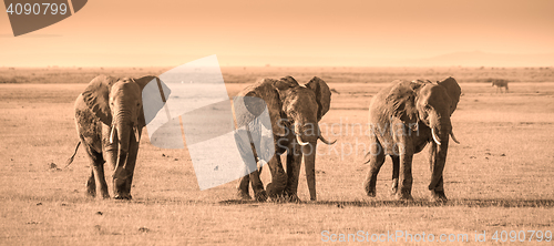 Image of Herd of elephants in Amboseli National park Kenya