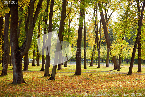 Image of autumn trees in city park