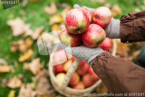 Image of woman with basket of apples at autumn garden