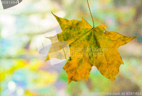 Image of Maple leaf vivid background